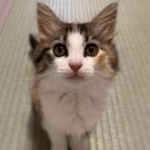 雑種