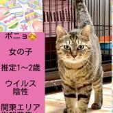 雑種