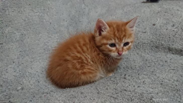 猫の里親募集】福島県・雑種・フカフカの産毛が愛くるしい子猫（ID