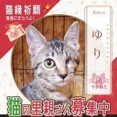 雑種
