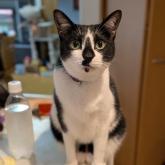 雑種