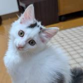 雑種