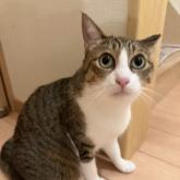 雑種