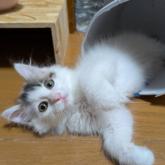 雑種