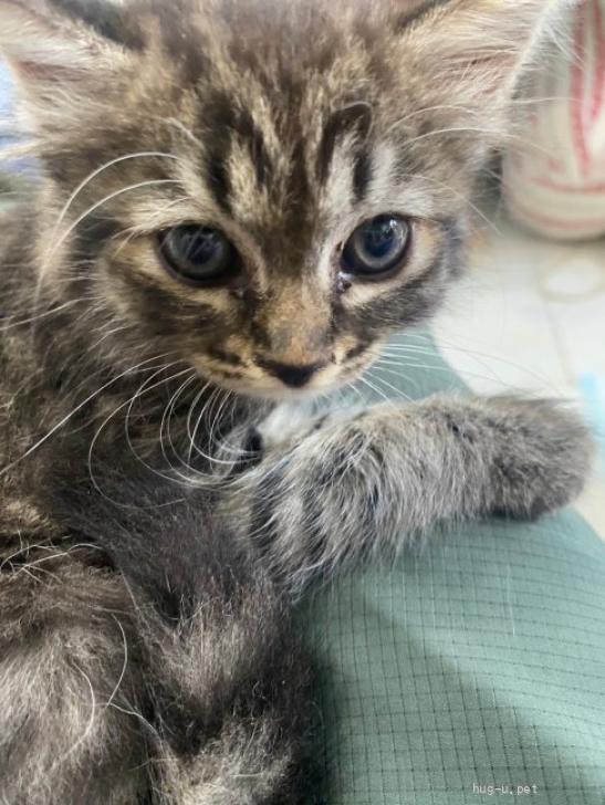 猫の里親募集】群馬県・雑種・とっても甘えん坊で可愛いキジトラ長毛のコマちゃん（ID:2309-00552）｜ハグー -みんなのペット里親情報