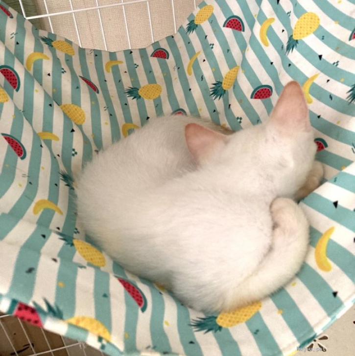 猫の里親募集】群馬県・雑種・ブルーアイの可愛い白猫しっぽは茶シマの