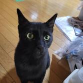 雑種