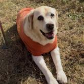 ラブラドールレトリバー