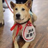 雑種