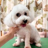 ビションフリーゼ