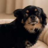 チワワ(ロング)