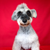 ミニチュアシュナウザー