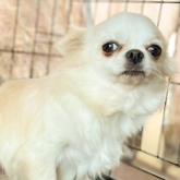 チワワ(ロング)