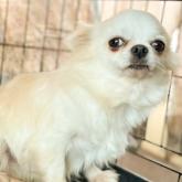 チワワ(ロング)