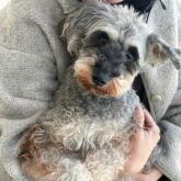 ミニチュアシュナウザー