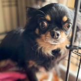 チワワ(ロング)