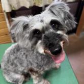 ミニチュアシュナウザー