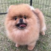 ポメラニアン