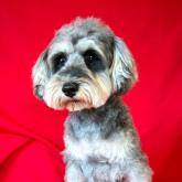 ミニチュアシュナウザー