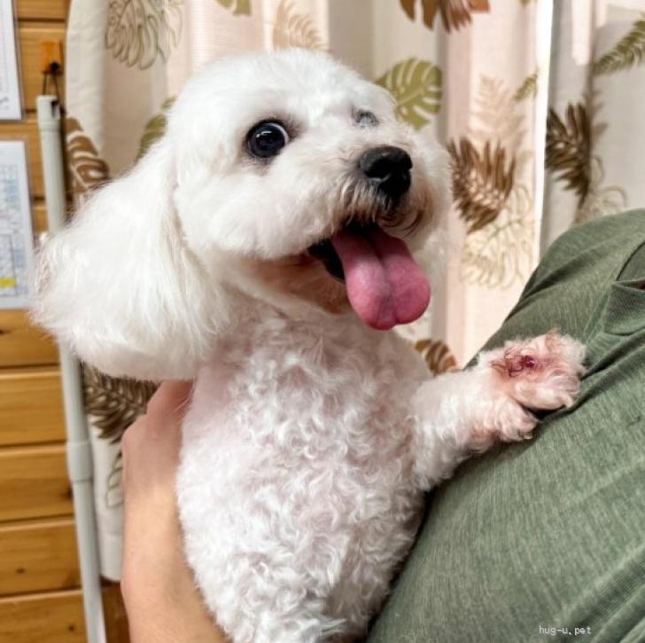 犬の里親募集】茨城県・ビションフリーゼ・人が大好き甘えん坊