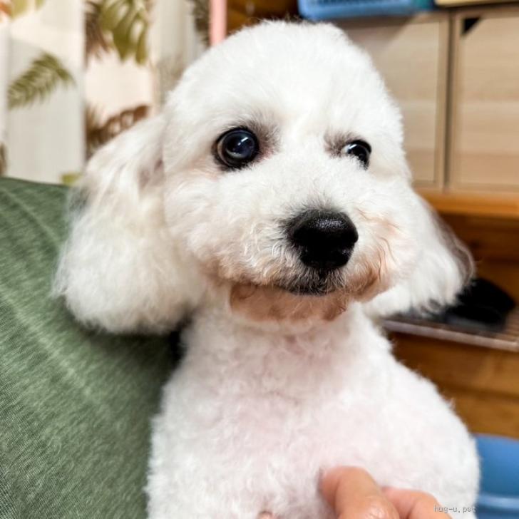 犬の里親募集】茨城県・ビションフリーゼ・まん丸お目目で可愛い子