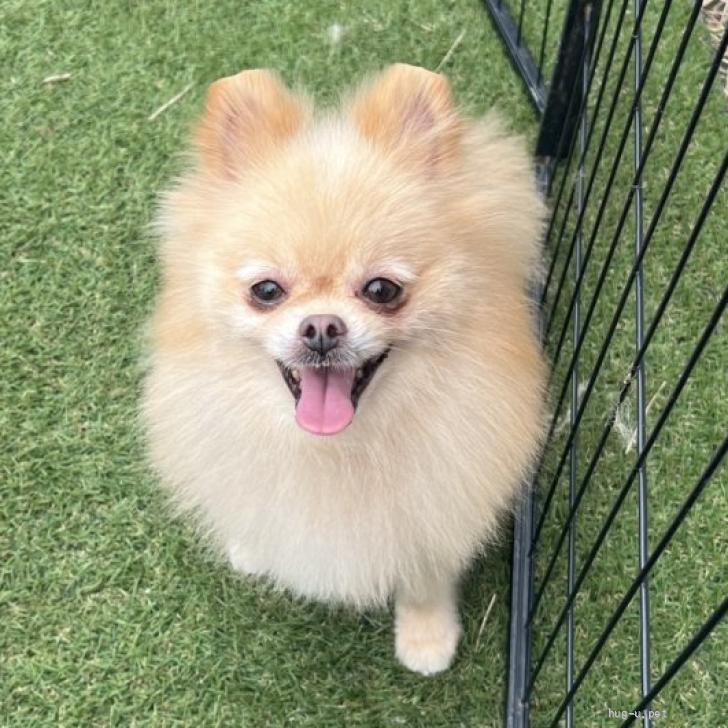 犬の里親募集】茨城県・ポメラニアン・穏やかでフレンドリー☆ハッピー