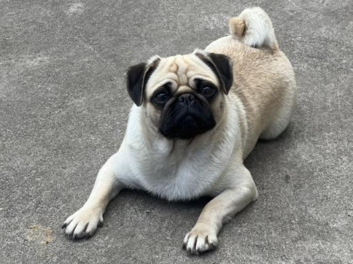 犬の里親募集】茨城県・パグ・明るくてフレンドリー☆スッパちゃん（ID