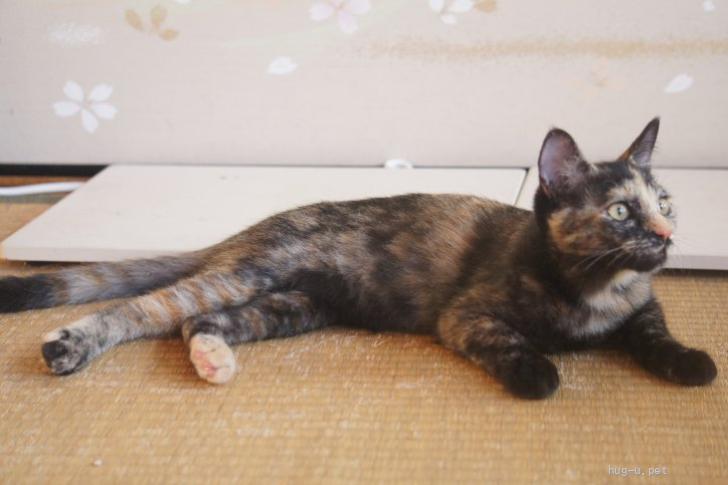 猫の里親募集】岐阜県・雑種・大和撫子で個性的美人なサビ猫ちゃんです