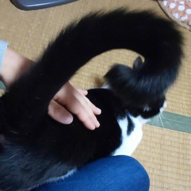 猫の里親募集】岐阜県・雑種・本当は甘えん坊(ФωФ) ツヤツヤ毛並みの