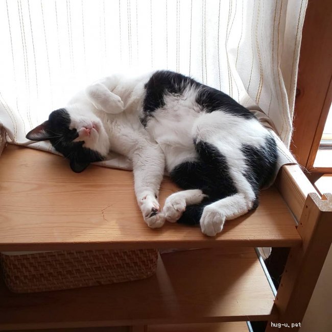猫の里親募集】岐阜県・雑種・本当は甘えん坊(ФωФ) ツヤツヤ毛並みの