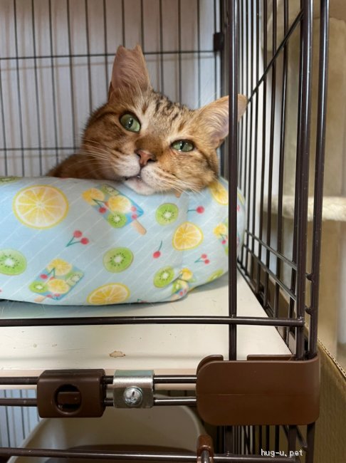 猫の里親募集】兵庫県・雑種・茶系キジトラ ティくん 6歳くらい 