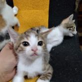 雑種