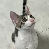 雑種
