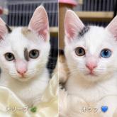 雑種