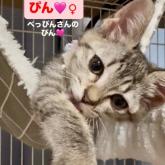 雑種