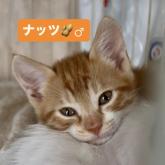 雑種