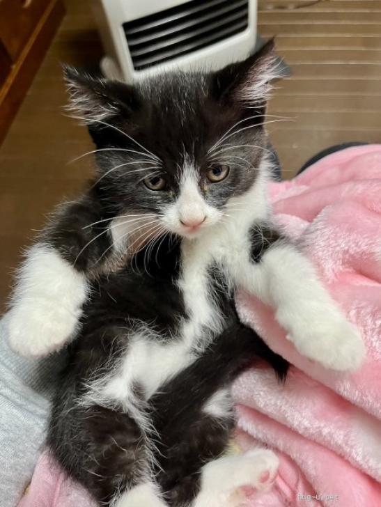 ふんばり親子猫 ハチワレ ふんばり親子猫 ハチワレ 1317740.jpeg