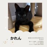雑種