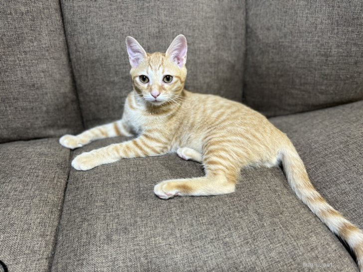 猫の里親募集 三重県 雑種 スリゴロのちゃトラ Id 29 ハグー みんなのペット里親情報