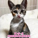 雑種