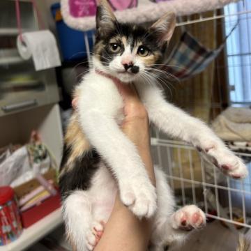 猫 × 三毛の里親募集一覧｜ハグー -みんなのペット里親情報