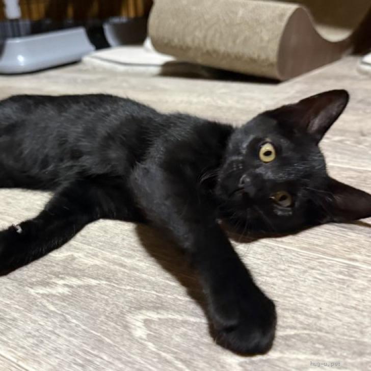 猫の里親募集】三重県・雑種・可愛い黒猫の、つくしちゃん（ID:2606
