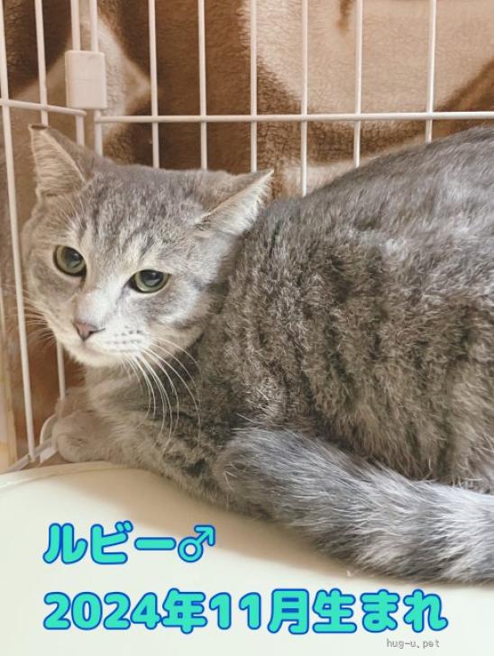YU。猫　　プロフ確認願 猫の里親募集】三重県・雑種・綺麗なグレーのルビー（ID:2512-00888