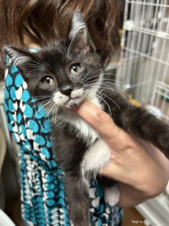 猫の里親募集】三重県・雑種・小柄でキュートな白黒ソックスのレイン