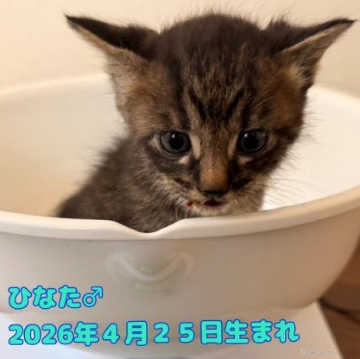 猫の里親募集】三重県・雑種・可愛いキジトラのひなたくん（ID:2606