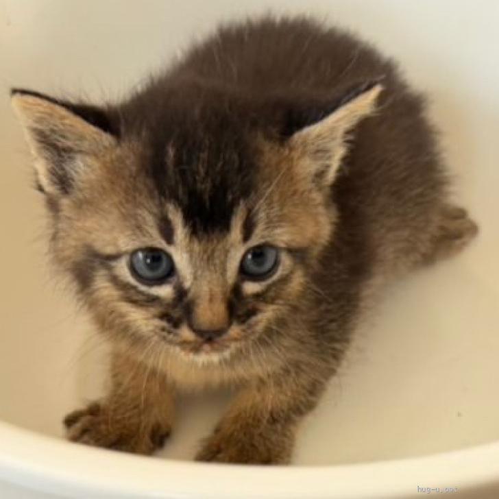 猫の里親募集】三重県・雑種・アビシニアン風な、たけくん（ID:2606