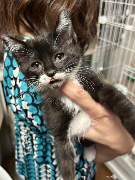 猫の里親募集】三重県・雑種・小柄でキュートな白黒ソックスのレイン