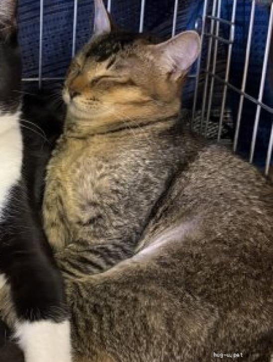 猫の里親募集】三重県・雑種・アビシニアン風の近衛ちゃん（ID:2512