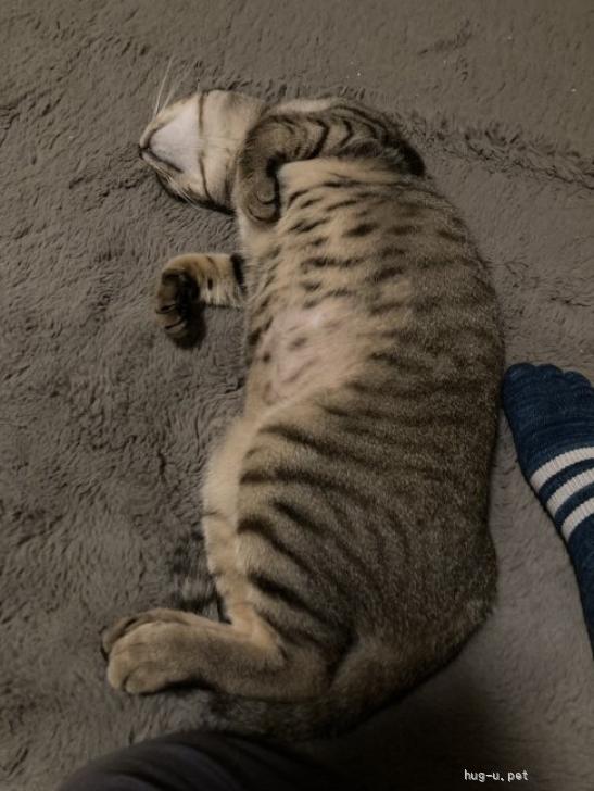 猫の里親募集】三重県・雑種・甘えん坊のムーちゃん（ID:2607-02050