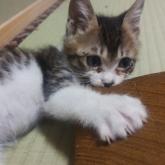 雑種